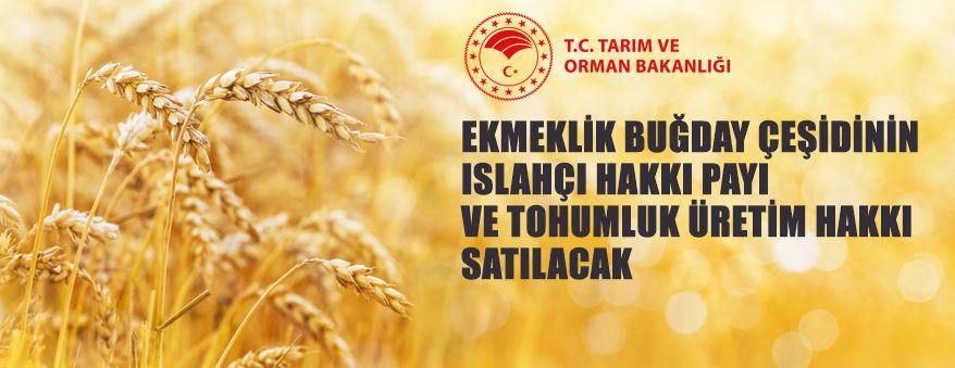 Antalya Batı Akdeniz Tarımsal Araştırma Enstitüsü Müdürlüğünden Buğday Satış İhalesi
