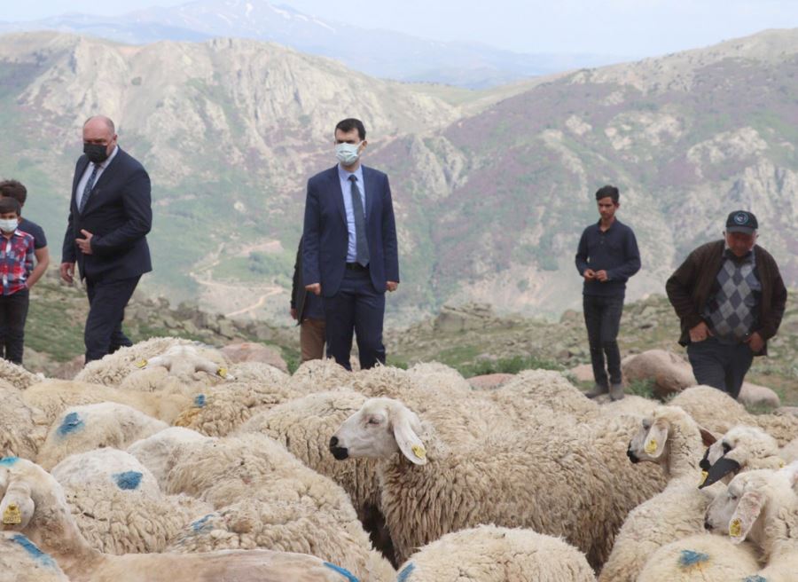 Projeden Faydalanan Besiciye 100 Koyun Verildi 