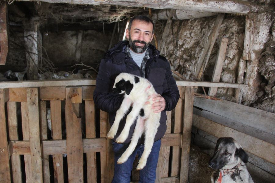 Sivas'ta Yavru Kuzuyu Kangal Köpeği Emziriyor