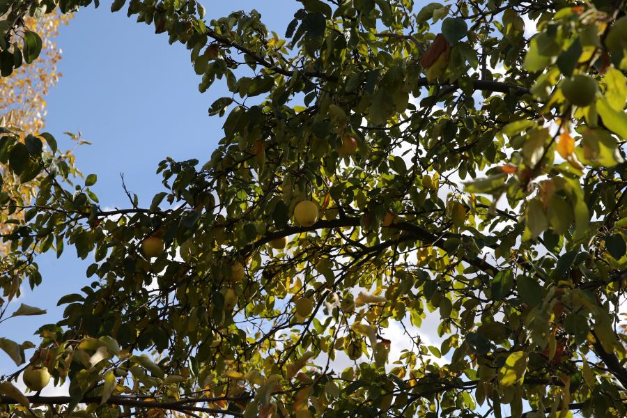Sivas'ta Bir Ağaçtan Üç Farklı Lezzeti Barındıran Meyve Elde Ediliyor