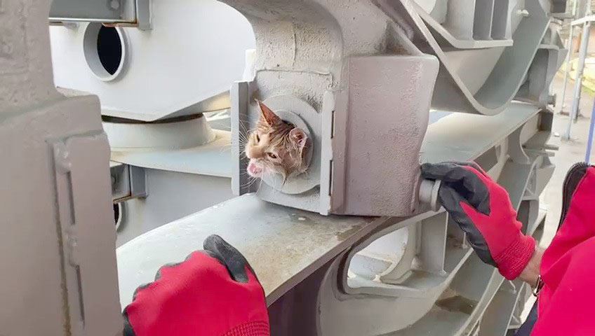 Yaramaz Kedi Zeytinyağı İle Kurtarıldı--Video