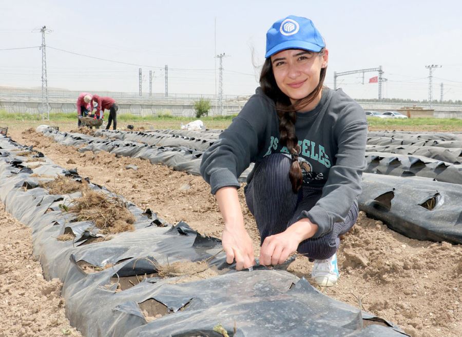 Yetişmez Denen Sivas'ta 4 Mevsim Çilek Yetiştirmeyi Başardılar