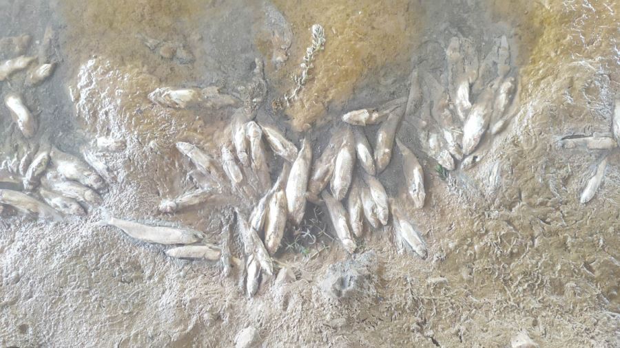 Sivas’ta Toplu Balık Ölümleri Tedirgin Ediyor