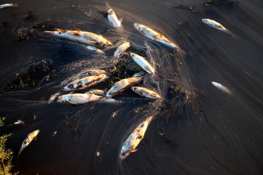 Toplu Balık Ölümleri Görenleri Tedirgin Ediyor