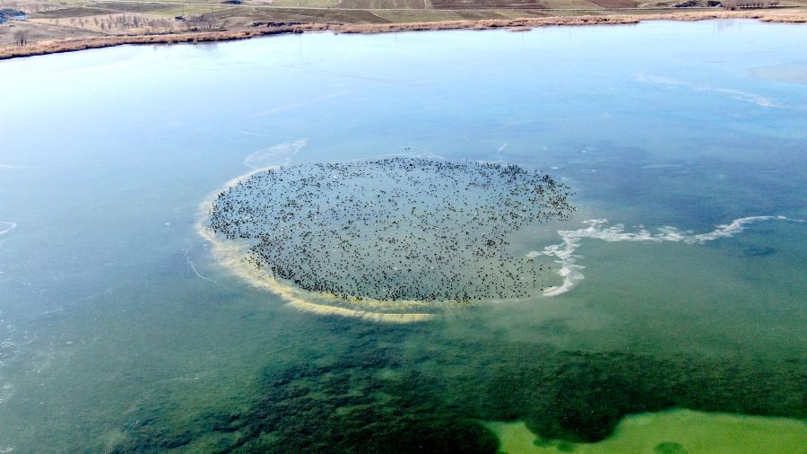 Göl Dondu, Karabataklar Belgesel Tadında Görüntü Oluşturdu 